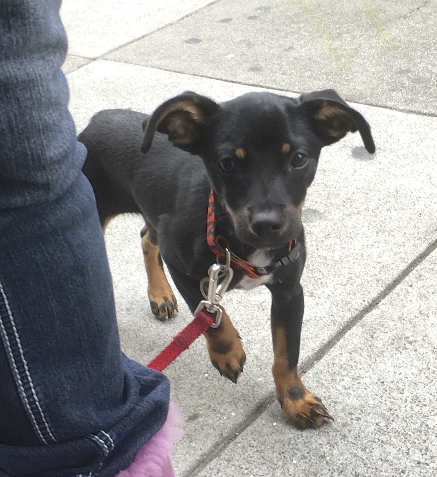 miniature pinscher mix puppies