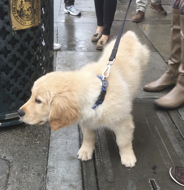 Fluffy Golden Retriever Puppy Pulling On His Leash