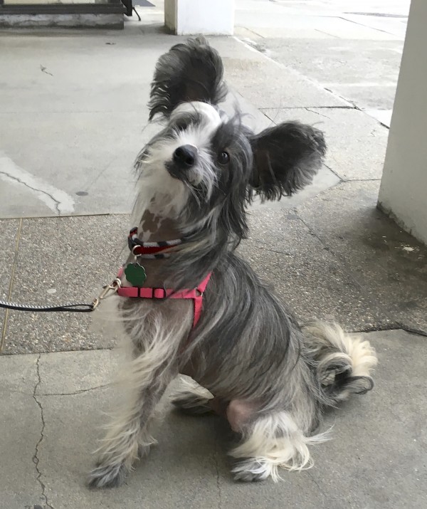 Hairy Hairless Chinese Crested In A Majestic Pose