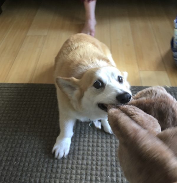 Tan Pembroke Welsh Corgi Playing Tug-Of-War