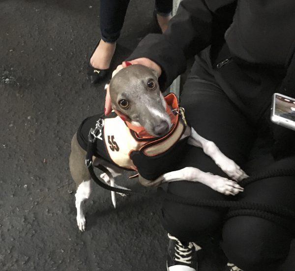 Italian Greyhound In A San Francisco Giants Uniform