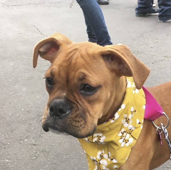 Fawn Boxer Puppy In Yellow Bandana