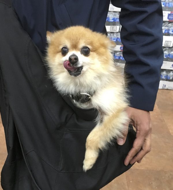 Pomeranian In Shoulder Bag Curling His Tongue