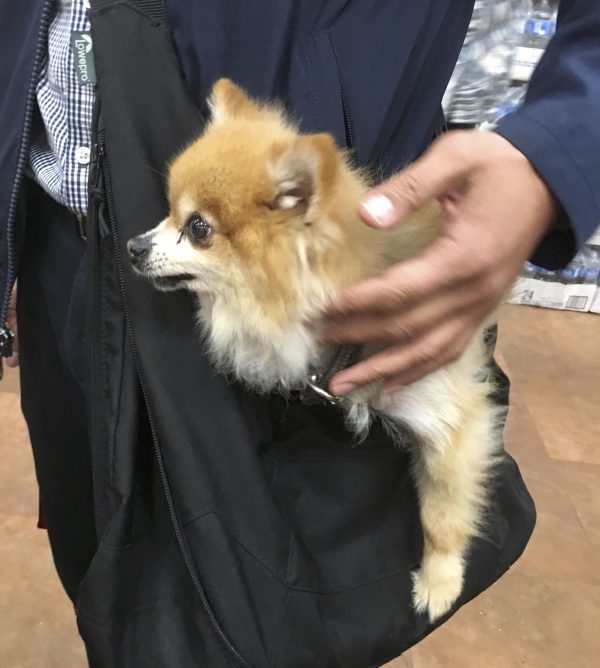 Pomeranian In A Shoulder Bag