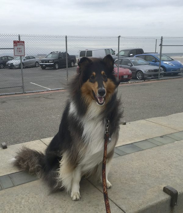 Smiling Tricolor Collie Sitting