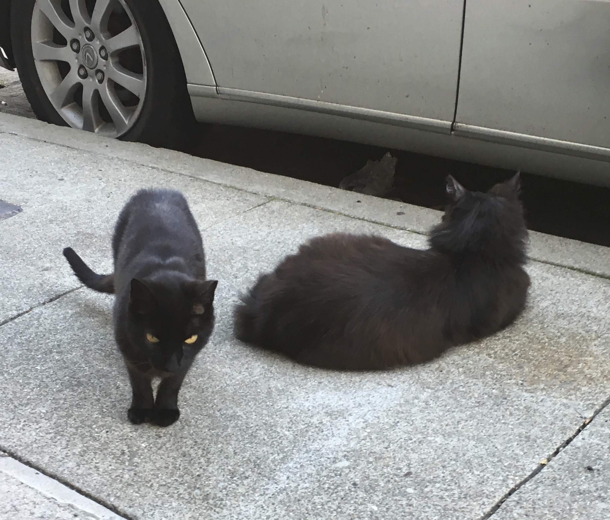 Two Black Cats On A Sidewalk