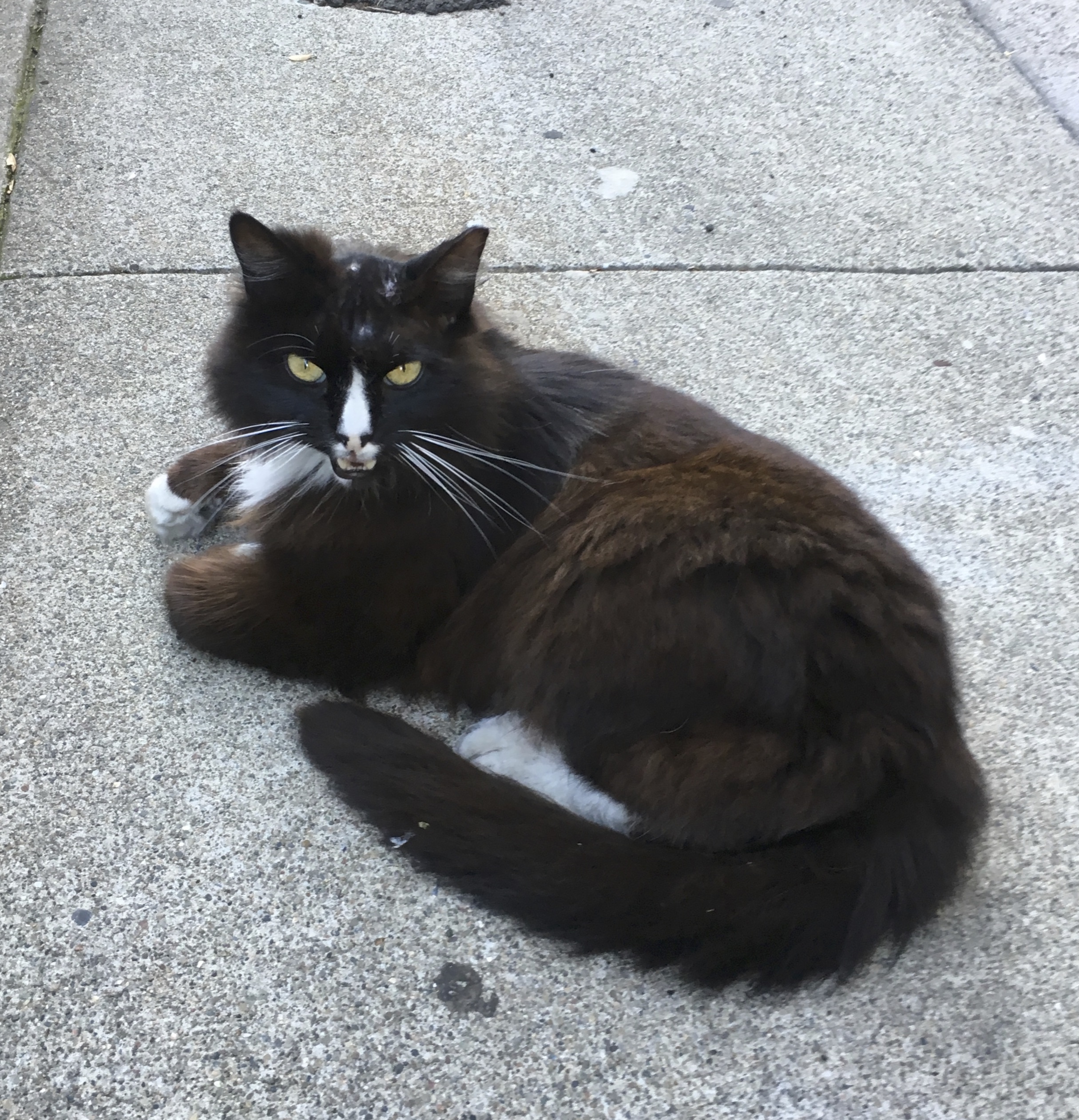 Black Cat With White Highlights On A Sidewalk