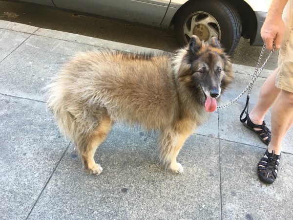 Belgian Malinois With Patchy Fur