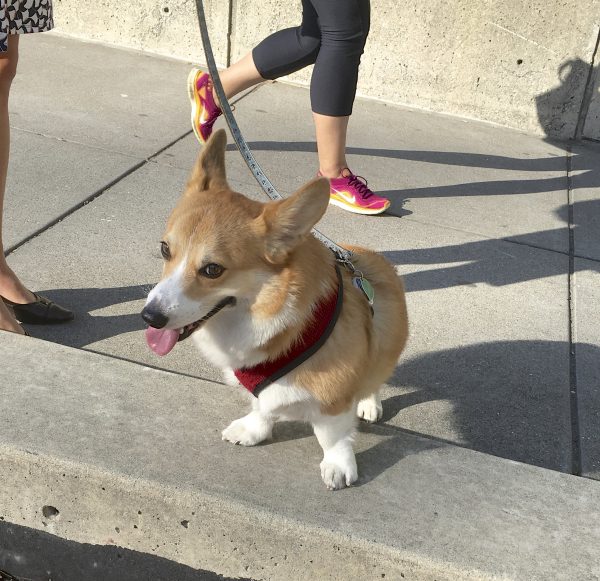 Red Pembroke Welsh Corgi With His Front Legs On A Curb