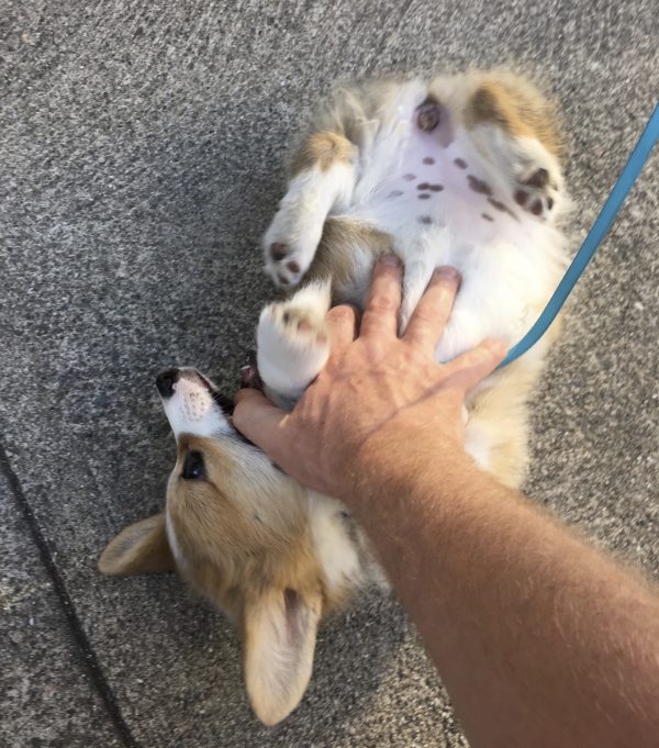 9-Week-Old Pembroke Welsh Corgi Lying On Her Back And Chewing On The Photographer's Thumb