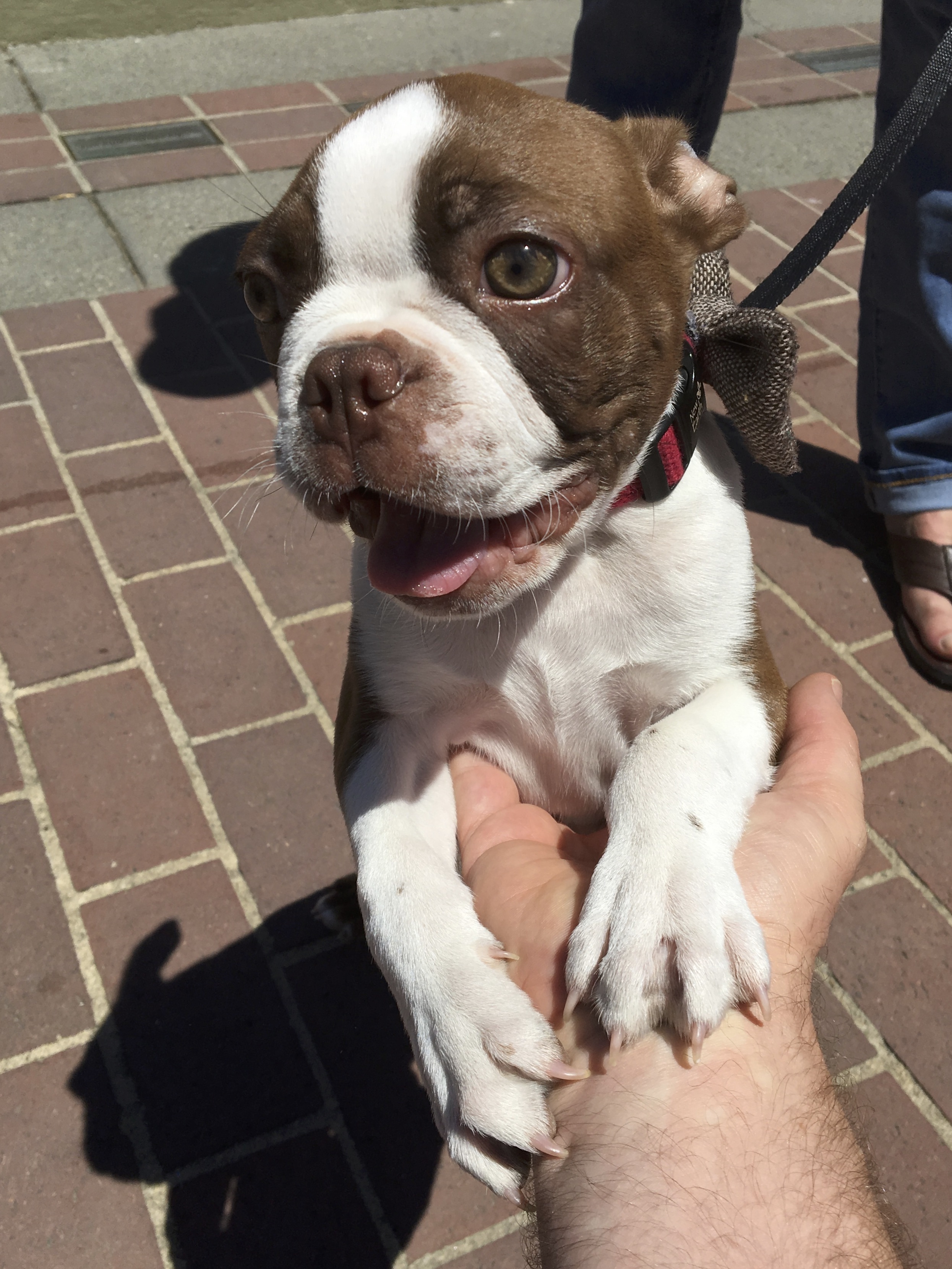 Brown And White Boston Terrier Puppy Smiling