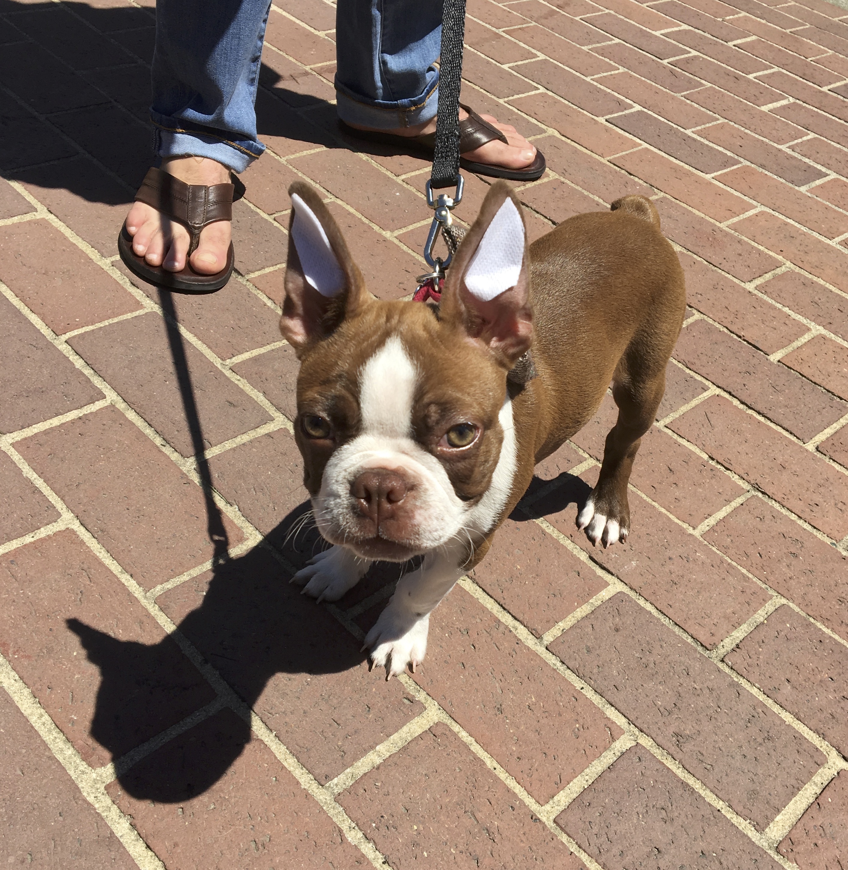Brown And White Boston Terrier Puppy With Ears Taped Up