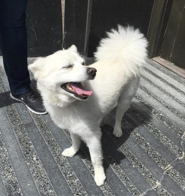 Japanese Spitz Grinning With Eyes Closed And Kawaii Expression