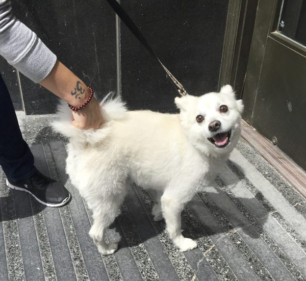 Woman Playing With Tail Of  Grinning Japanese Spitz
