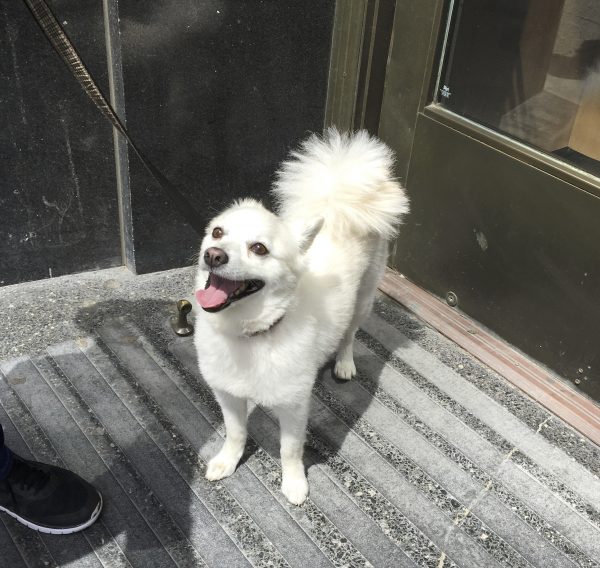 Grinning Japanese Spitz With Giant Poofly Tail