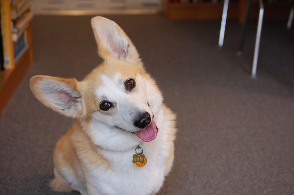 Red Pembroke Welsh Corgi Grinning And Tilting His Head