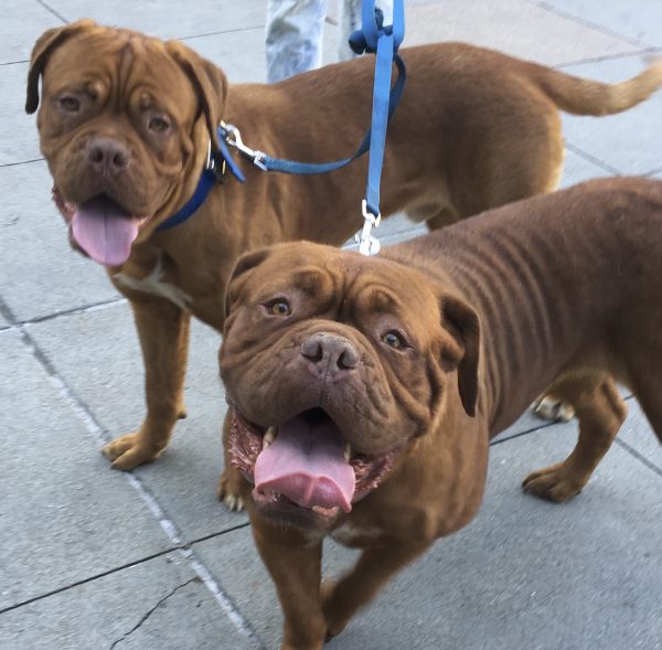 Two French Mastiffs, One Looking Very Goofy Indeed