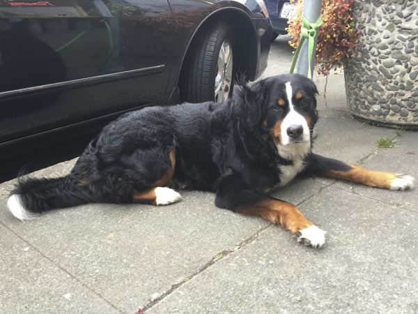 Bernese Mountain Dog Tied To A Parking Meter