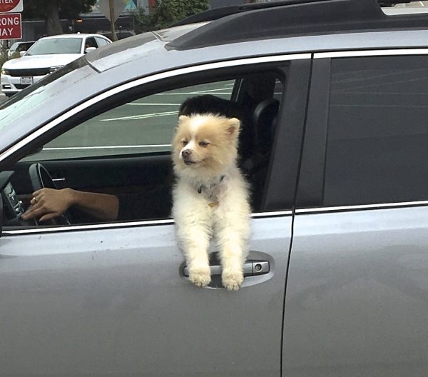 Cream And White Pomeranian Leaning Out The Driver's Side Window Of A Car