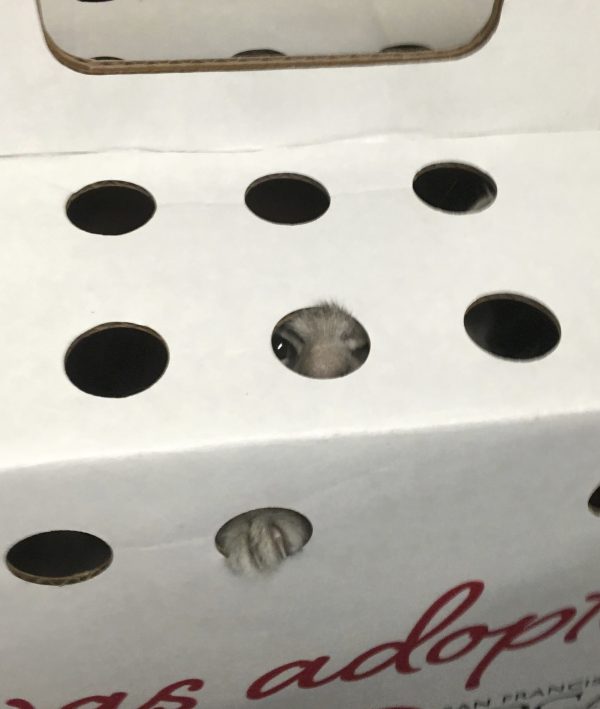 Kitten Peeking Through A Hole In A Carrying Box