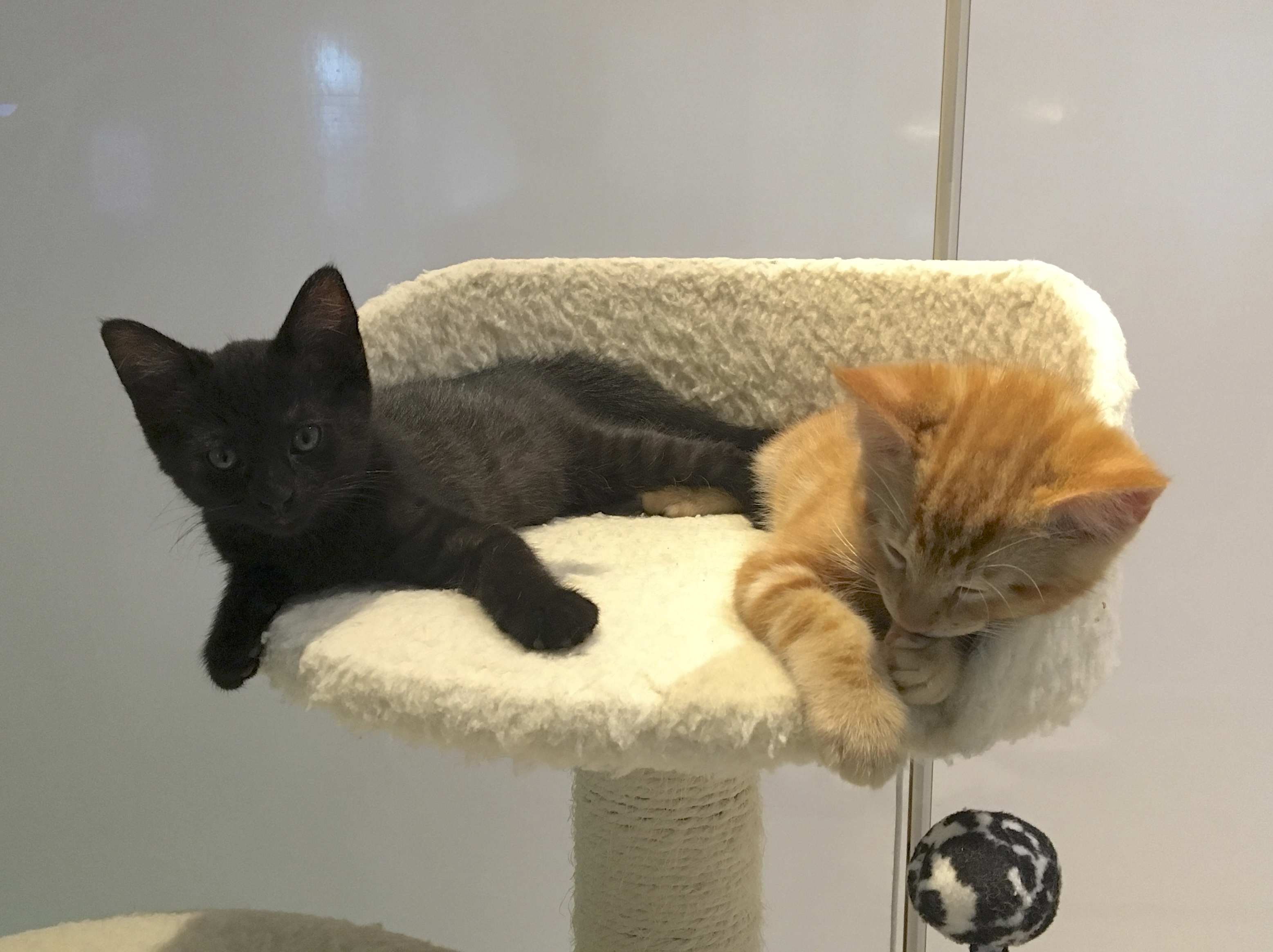 Black Kitten And Marmalade Tabby Kitten
