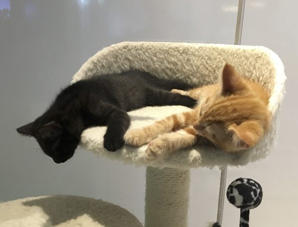 Black Kitten And Marmalade Tabby Kitten