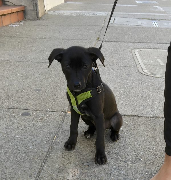 Tiny Black Chihuahua Dachshund Mix Puppy With Ridiculous Half-Flopped Ears