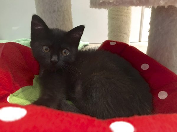 Black Kitten Lying On A Red Polkadot Bed 