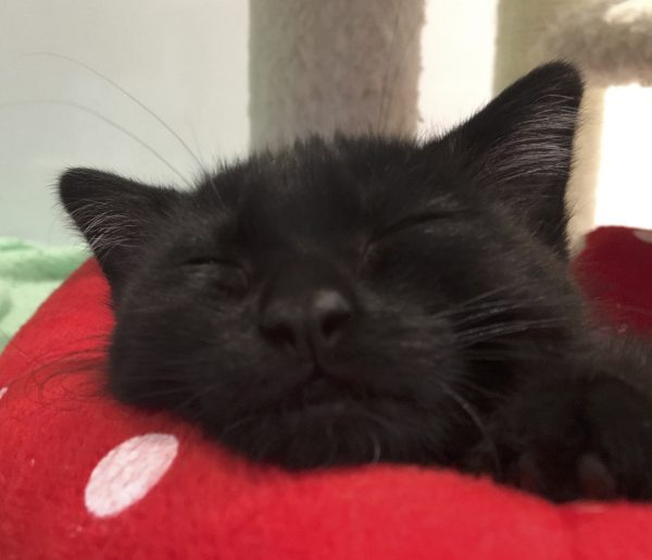 Close-up Of Black Kitten Face As She Sleeps On A Red Polkadot Cat Bed