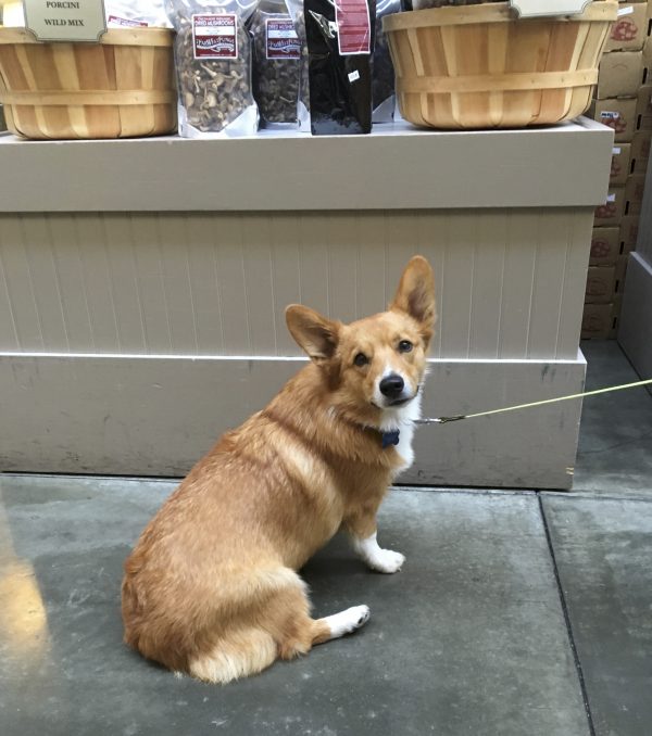 Pembroke Welsh Corgi Standing In Front Of A Counter
