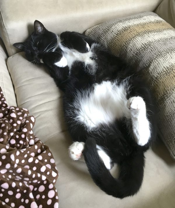 Tuxedo Cat Lying On His Back And Showing His Tummy
