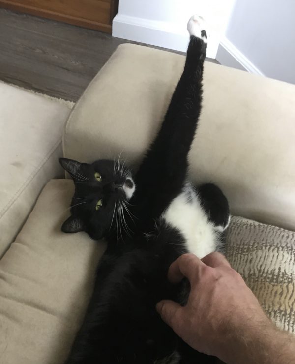 Photographer Rubbing Tummy Of Tuxedo Cat