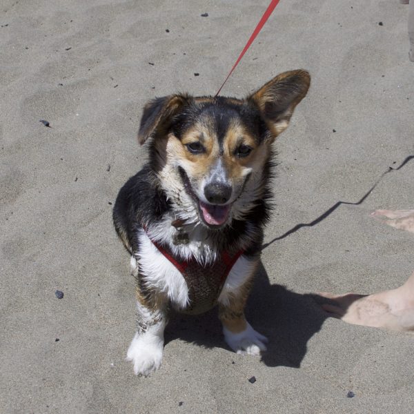 Wet Tricolor Pembroke Welsh Corgi With One Ear Flopped