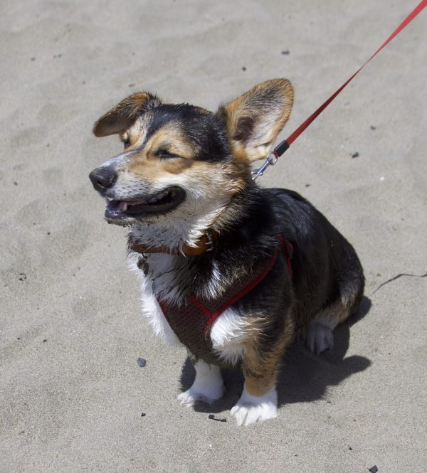 Wet Tricolor Pembroke Welsh Corgi With One Ear Flopped Smiling Happily