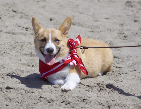 Pembroke Welsh Corgi Puppy Lying On A Beach And Grinning At The Camera