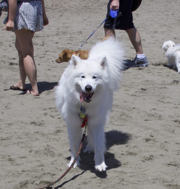 Happy Samoyed On A Beach