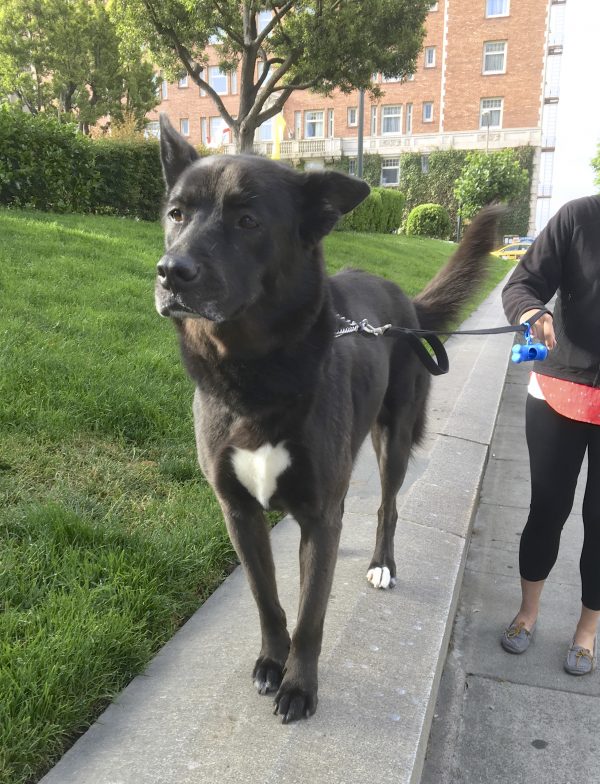 Black Akita Inu Mix With White Heart-Shaped Medallion Marking Standing On A Wall