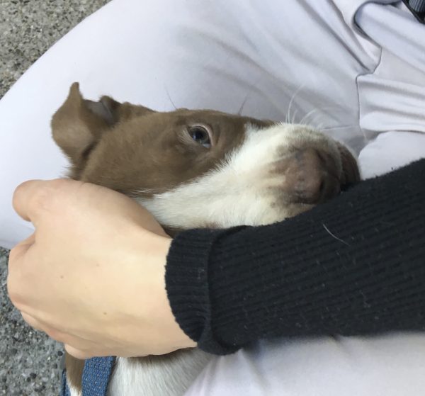 3-Month-Old American Pit Bull Terrier Mix Puppy With His Head Trapped Between A Woman's Legs