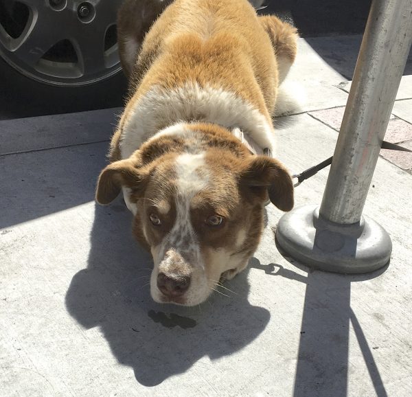 Unknown Mixed Breed Dog Lying On The Sidewalk