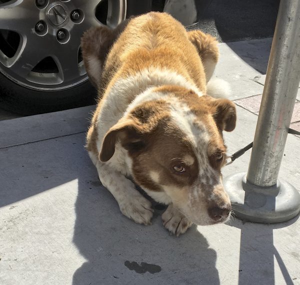 Unknown Mixed Breed Dog Lying On The Sidewalk