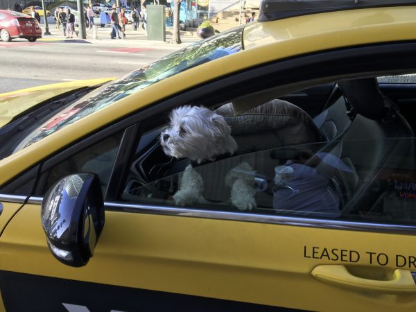 Small White Dog Driving A Taxi Cab