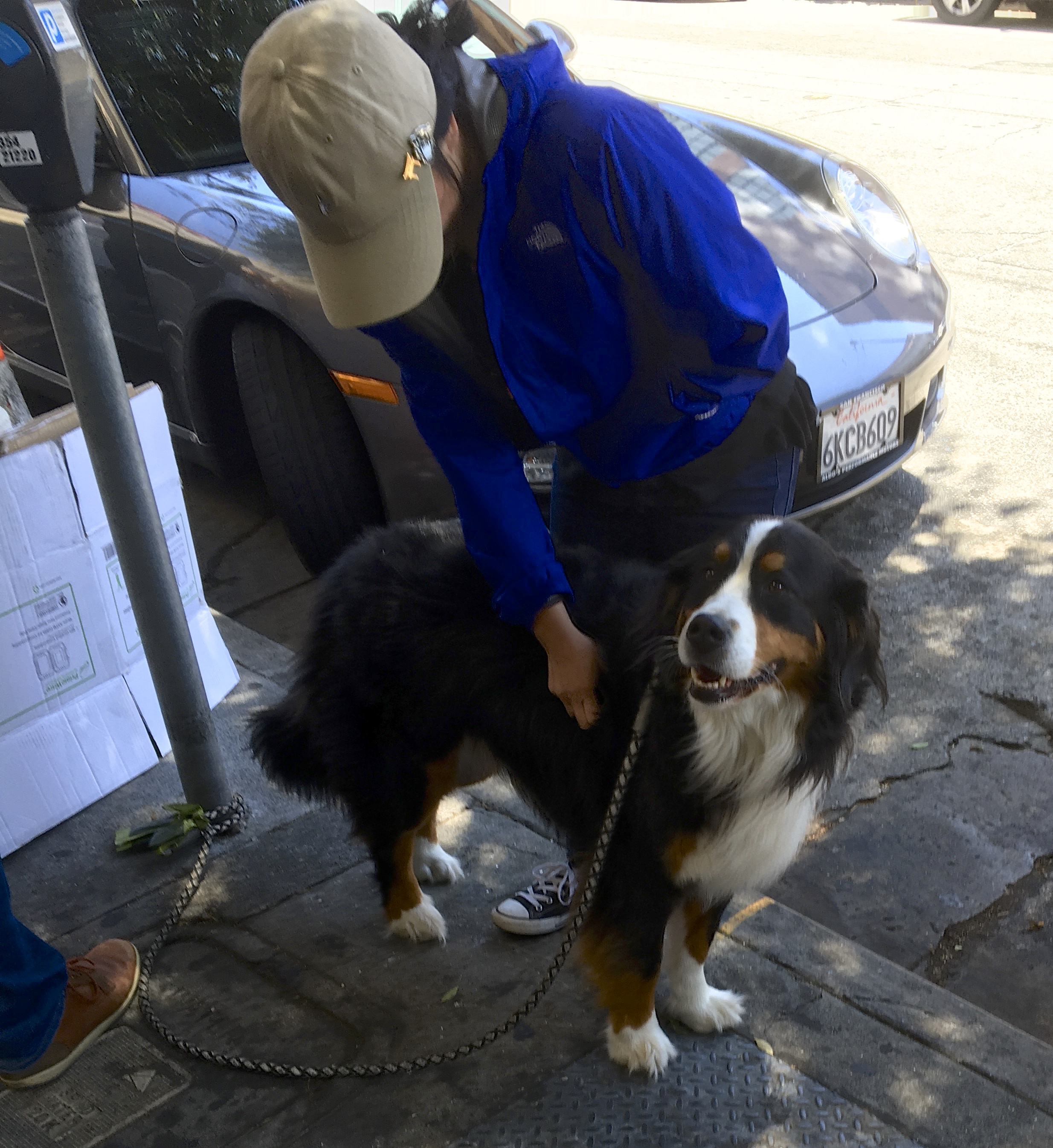 Woman Petting A Happy Bernese Mountain Dog