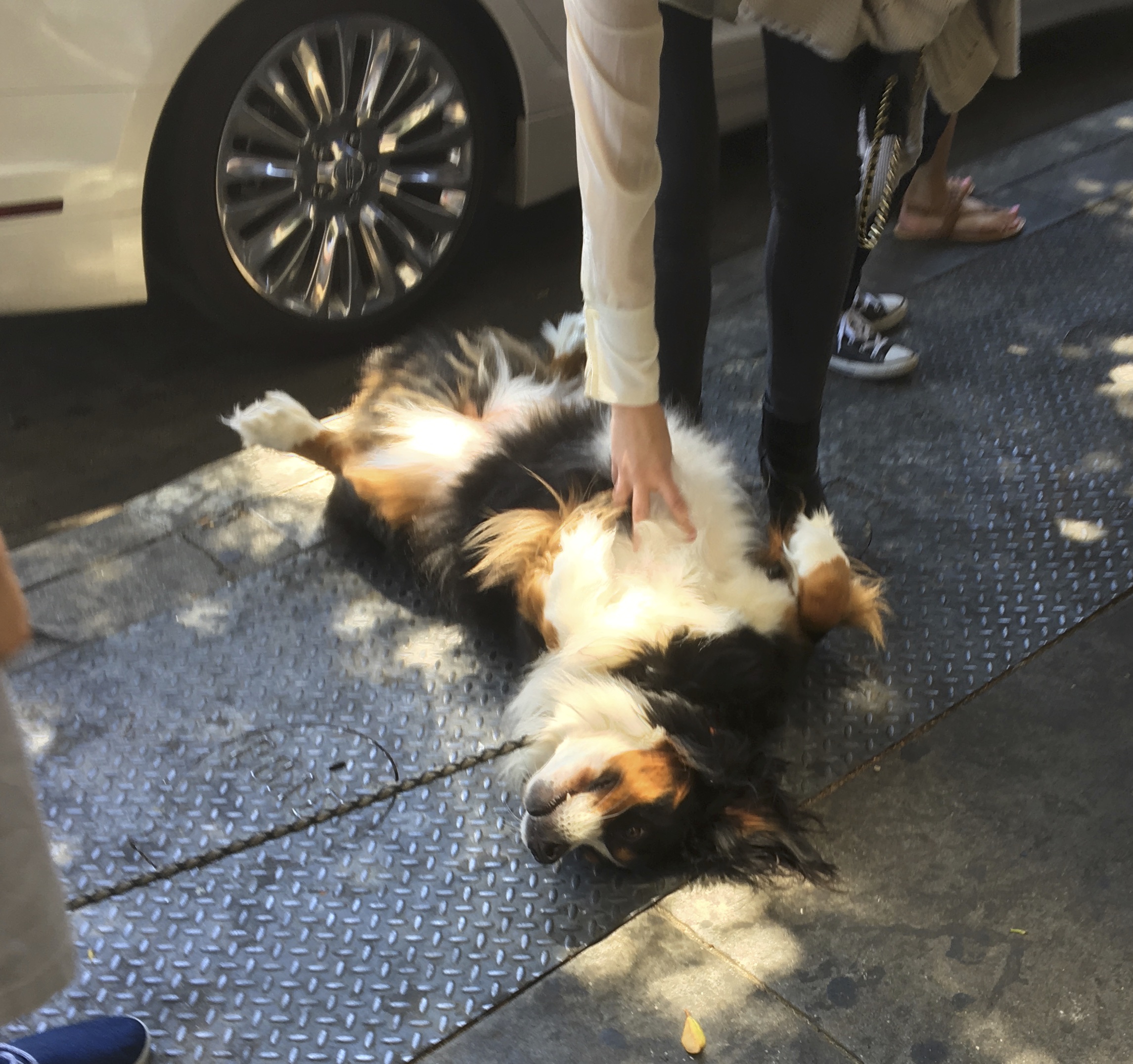 Bernese Mountain Dog Lying On Her Back And Getting A Belly Rub