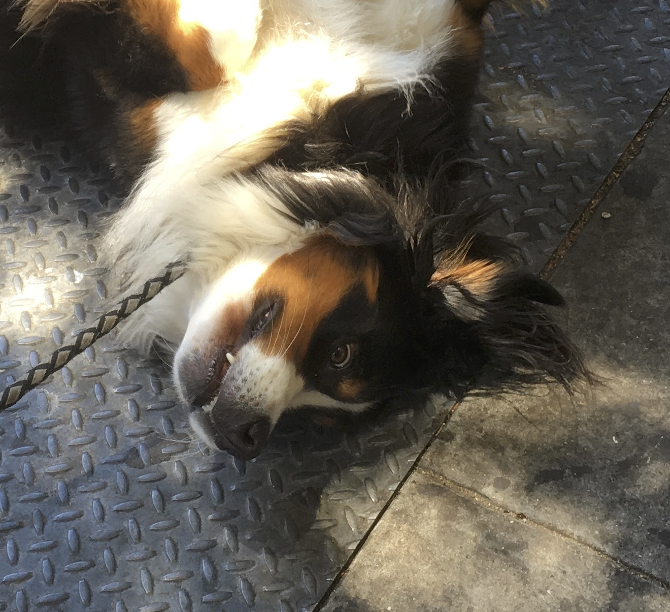 Bernese Mountain Dog Lying On Her Back And Smiling