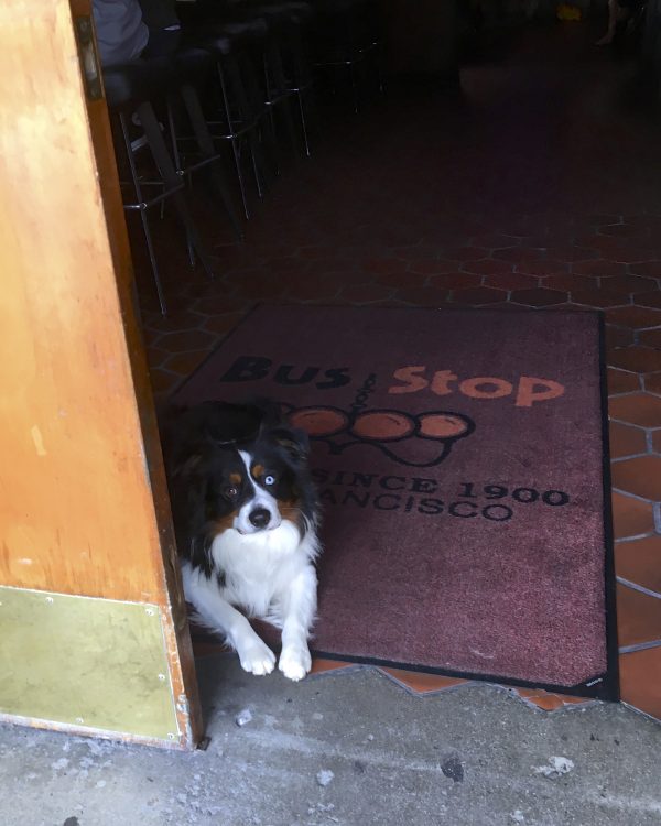 Derpy-Looking Tricolor Australian Shepherd With One Blue Eye And One Brown Eye Lying Down At The Bus Stop Saloon In Cow Hollow, San Francisco, California