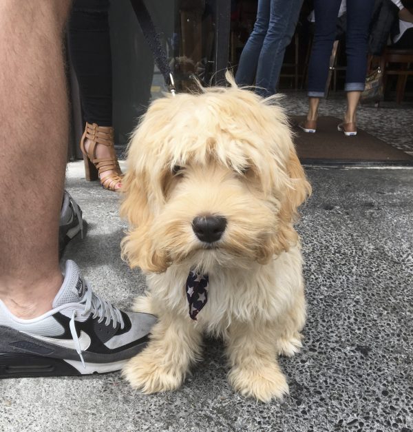 Cockapoo Puppy With Bandana Looks At Camera