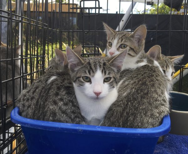 A Pile Of Kittens Sitting In A Litterbox