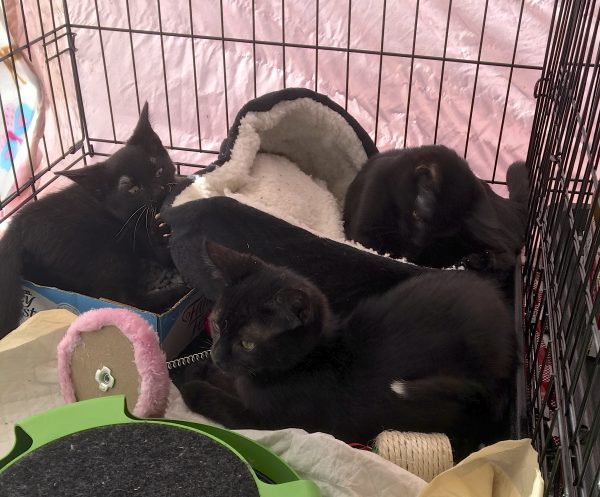 Three Black Kittens, One With A White Tailtip