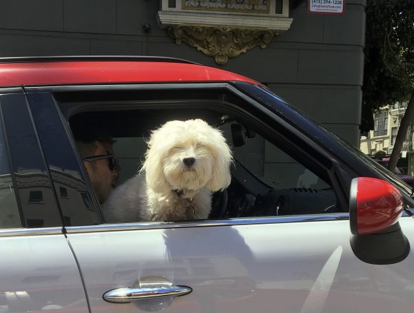 Small Fluffy White Poodle Mix Looking Out Of Mini Window