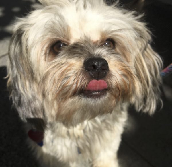 Unknown Mix Dog Sticking Her Tongue Out
